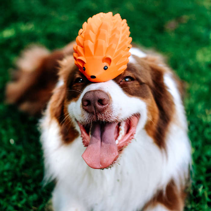 Zuhog Rubber Dog Toy | Zugo | Ultra-Durable Chew & Fetch Toy