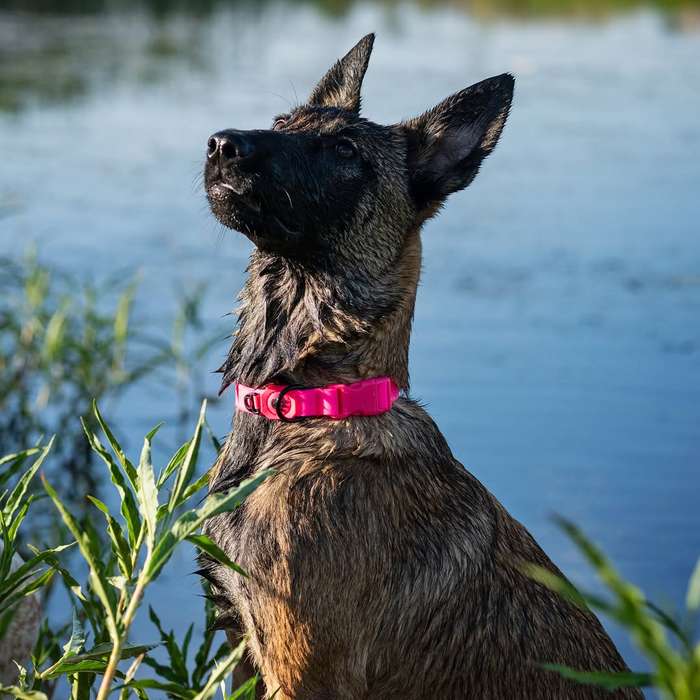 Doco Jelly Bean Dog Collar - M - Pink | Doco | Playful Pink Collar for Medium Dogs