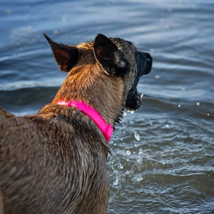 Doco Jelly Bean Dog Collar - M - Pink | Doco | Playful Pink Collar for Medium Dogs