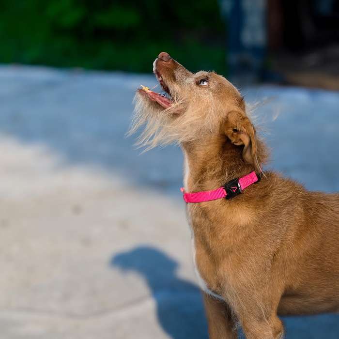 Doco Signature Nylon Dog Collar  S  Pink | Doco | Vibrant & Secure Collar for Small Dogs