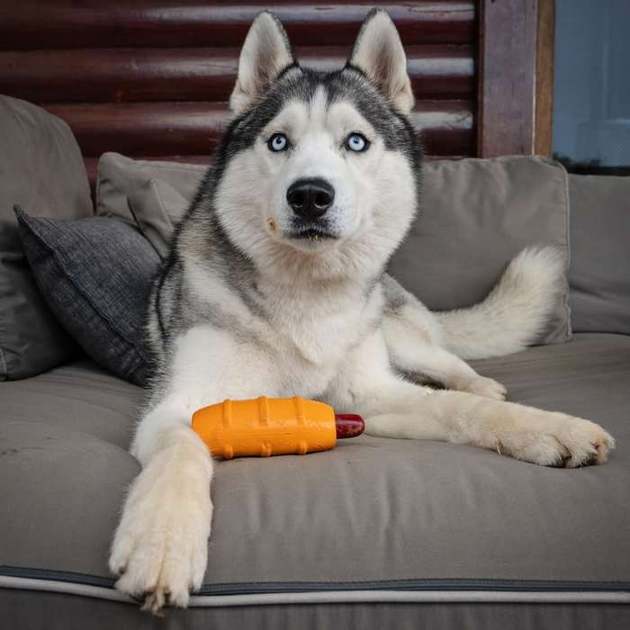 Hot Doggy Rubber Dog Toy | Zugo | Durable Chew & Fetch Novelty Toy