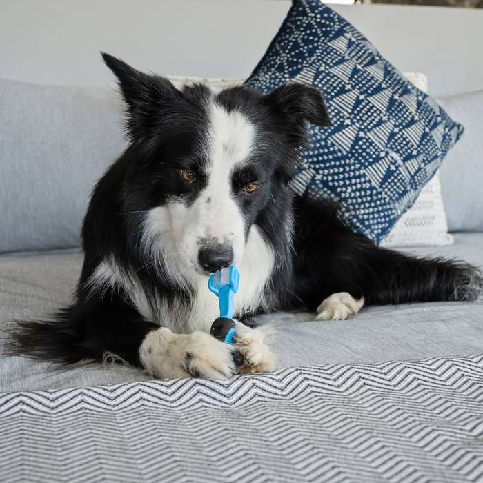 Dog Tooth Brush  3 Sided | Zugo | Triple-Action Dog Toothbrush for Efficient Oral Care