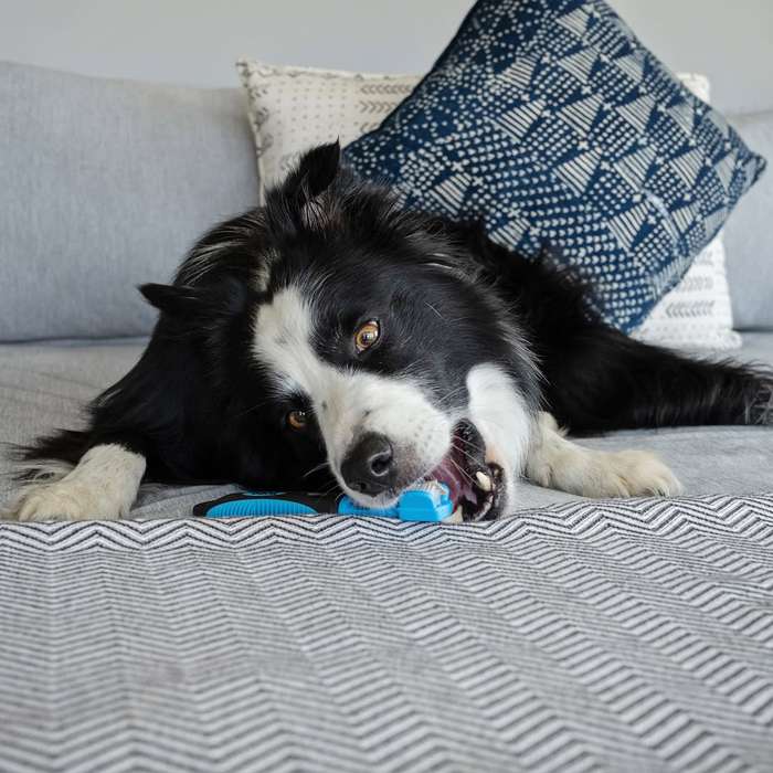 Dog Tooth Brush  3 Sided | Zugo | Triple-Action Dog Toothbrush for Efficient Oral Care