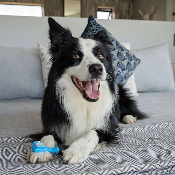 Dog Tooth Brush  3 Sided | Zugo | Triple-Action Dog Toothbrush for Efficient Oral Care