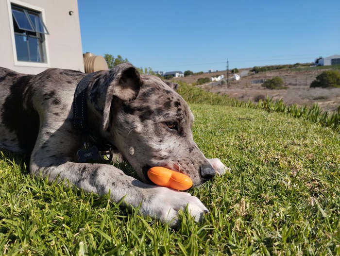 Bone Rubber Dog Toy | Zugo | Classic Chew & Play Durable Pet Toy