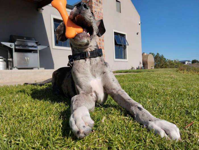Bone Rubber Dog Toy | Zugo | Classic Chew & Play Durable Pet Toy