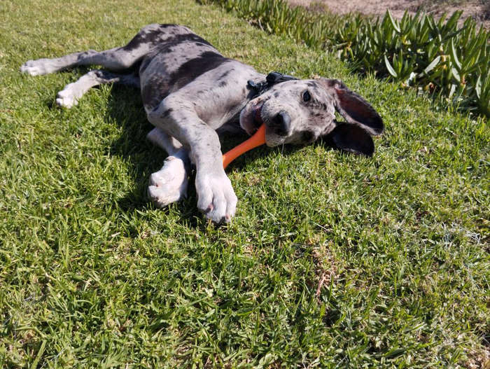Bone Rubber Dog Toy | Zugo | Classic Chew & Play Durable Pet Toy