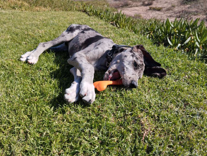 Bone Rubber Dog Toy | Zugo | Classic Chew & Play Durable Pet Toy
