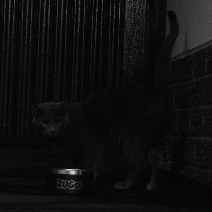 ZuBowl Stainless Steel Cat Bowl  64oz / 1.9L | Zugo | Large Non-Slip, Food-Grade Cat Feeding Bowl