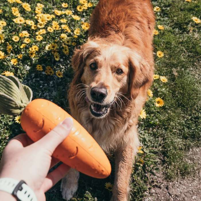 Crisp Carrot Rubber Dog Toy | Zugo | Fun Chew & Fetch Toy