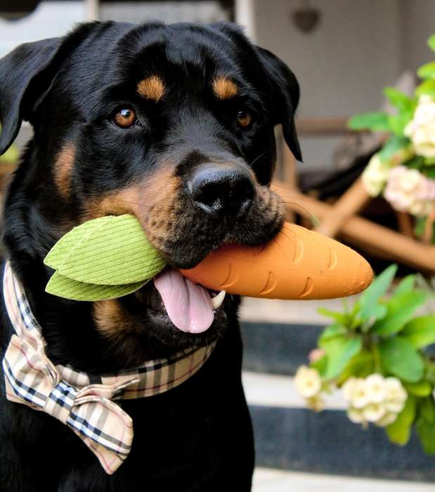 Crisp Carrot Rubber Dog Toy | Zugo | Fun Chew & Fetch Toy