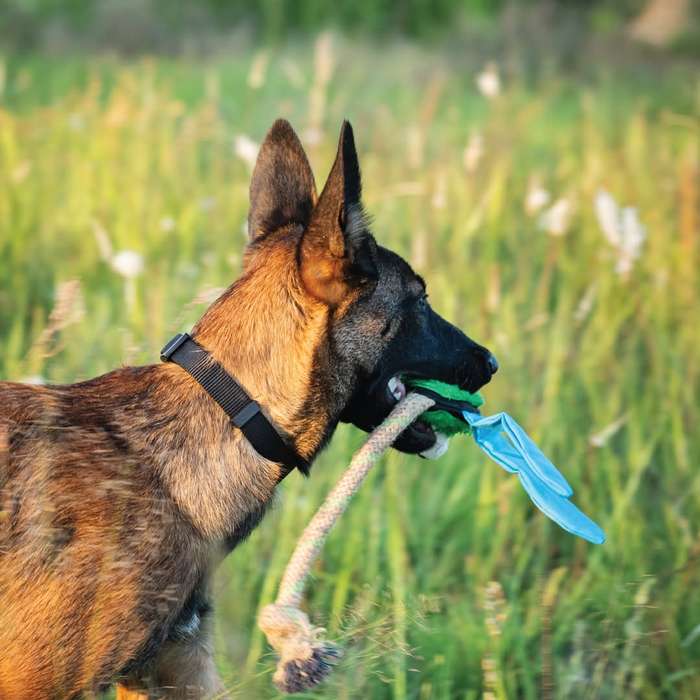 Dragonfly Plush Dog Toy | Zugo | Durable and Charming Cuddly Toy for Gentle Dog Play