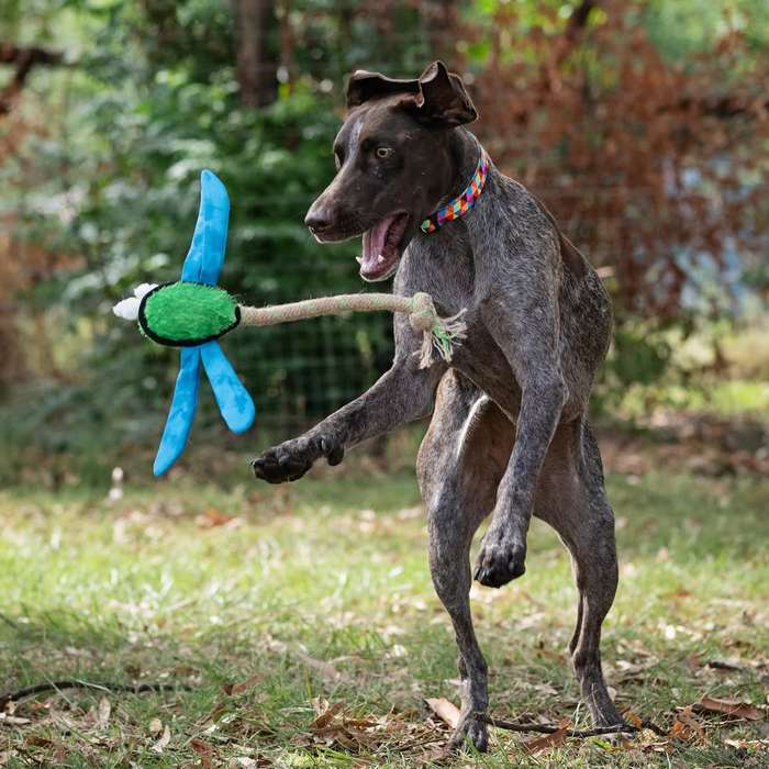 Dragonfly Plush Dog Toy | Zugo | Durable and Charming Cuddly Toy for Gentle Dog Play