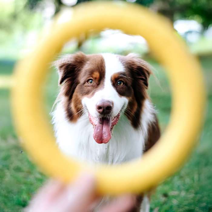 Loop Ring EVA Dog Toy | Zugo | Durable Floating Ring for Tug, Fetch & Water Play