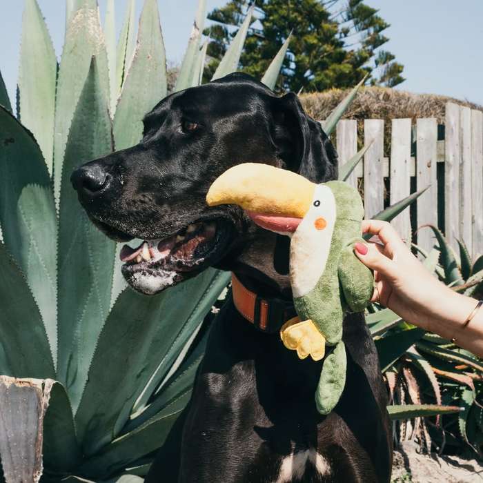 Parrot Plush Dog Toy | Zugo | Colorful & Soft Plush Toy for Playful Dogs