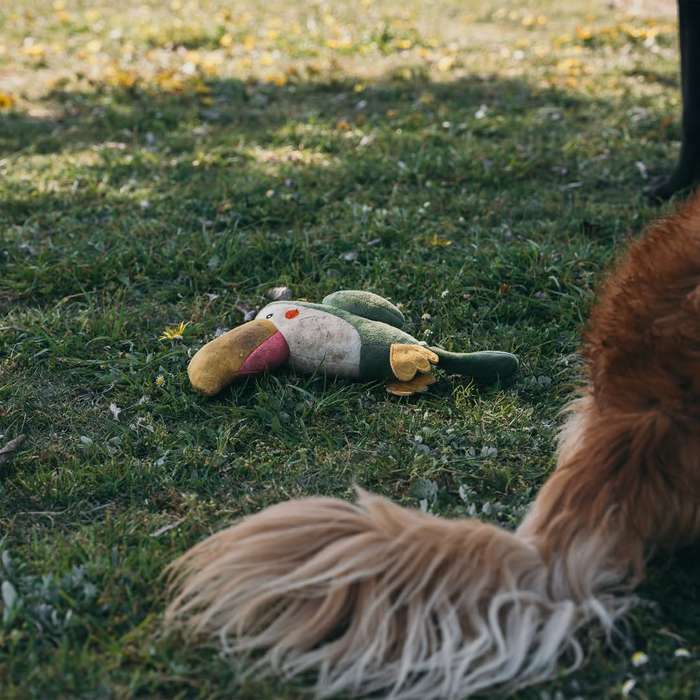 Parrot Plush Dog Toy | Zugo | Colorful & Soft Plush Toy for Playful Dogs