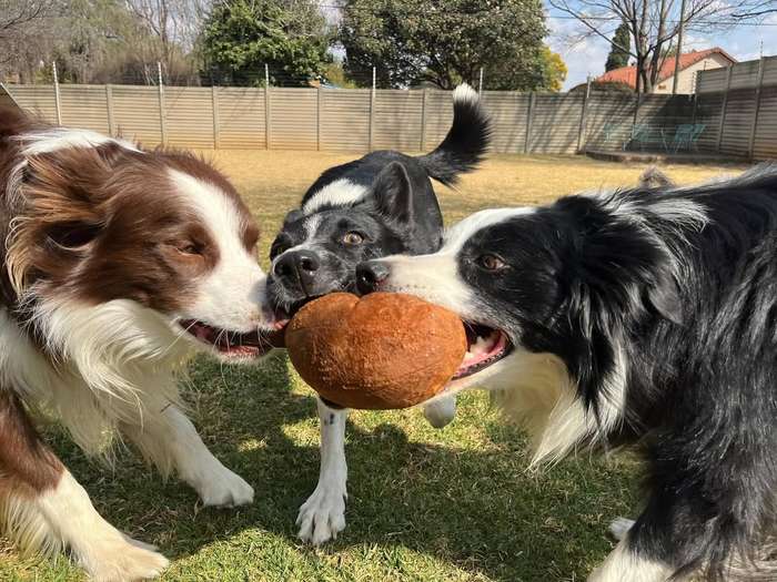 Plushball Plush Dog Toy | Zugo | Soft & Durable Round Plush Ball for Gentle Dog Play