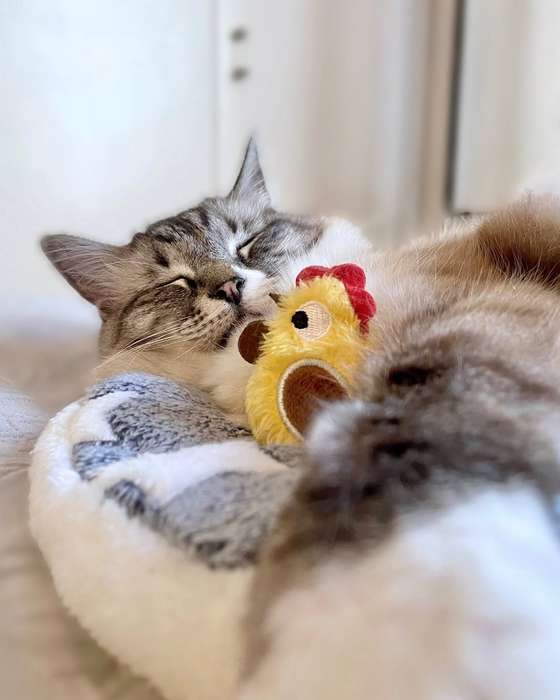 Rooster Plush Catnip Toy  Cat Toy | Zugo | Soft, Catnip-Filled Farmyard Plush for Cats