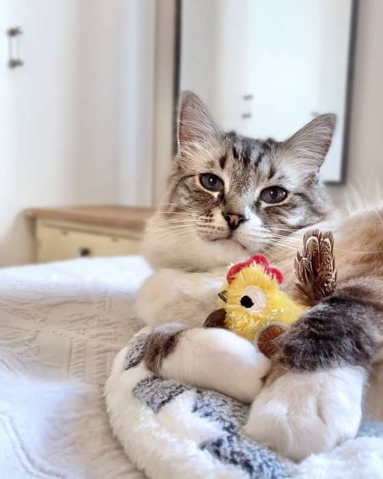 Rooster Plush Catnip Toy  Cat Toy | Zugo | Soft, Catnip-Filled Farmyard Plush for Cats