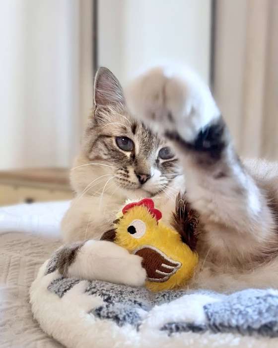 Rooster Plush Catnip Toy  Cat Toy | Zugo | Soft, Catnip-Filled Farmyard Plush for Cats