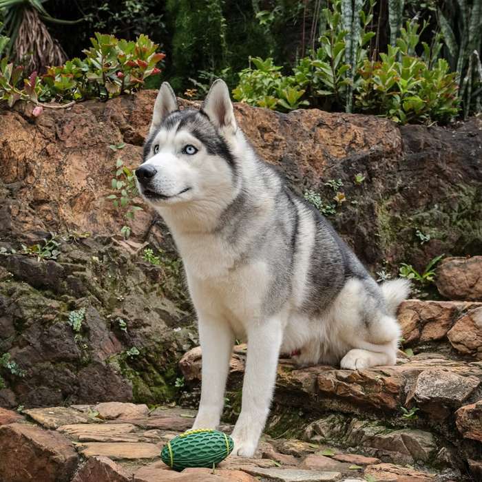 Rugby Ball Rubber Dog Toy | Zugo | Durable Fetch & Chew Sport Toy