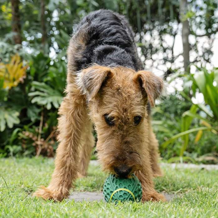 Rugby Ball Rubber Dog Toy | Zugo | Durable Fetch & Chew Sport Toy