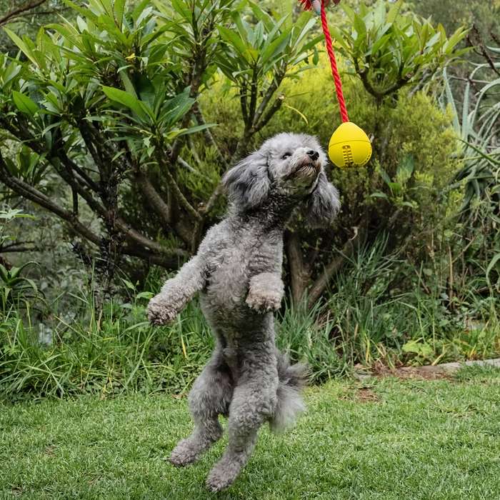 Tugball Rubber Dog Toy | Zugo | Ball & Tug Interactive Play Toy