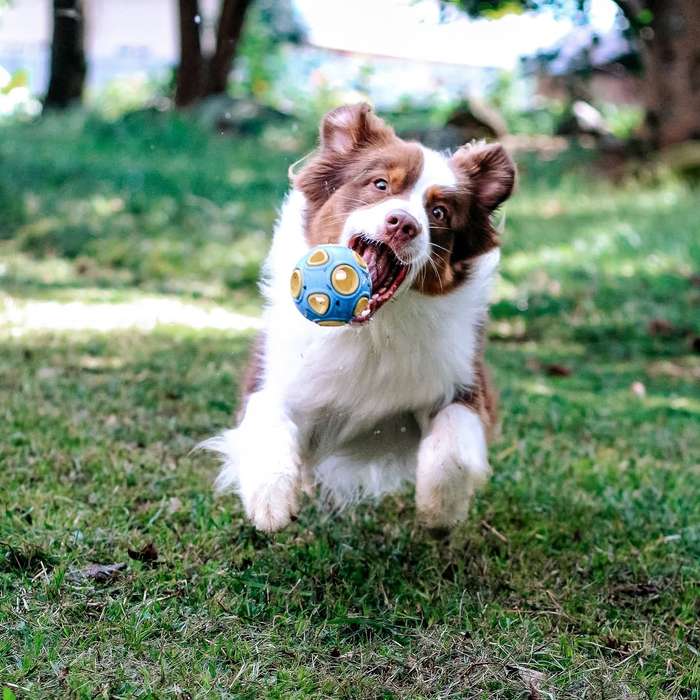 Whirlball Rubber Dog Toy | Zugo | Durable Chew & Fetch Toy for Dogs