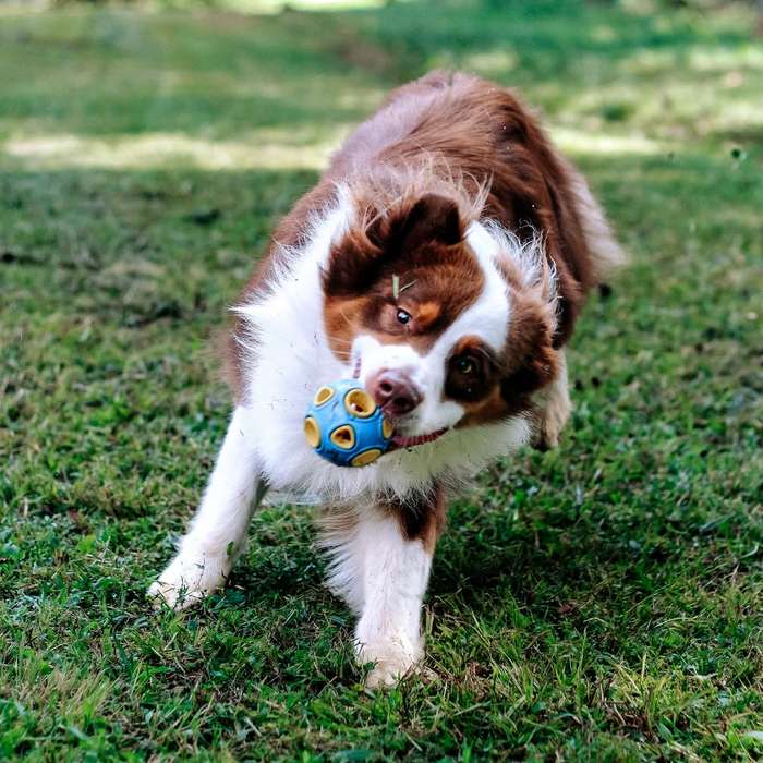 Whirlball Rubber Dog Toy | Zugo | Durable Chew & Fetch Toy for Dogs