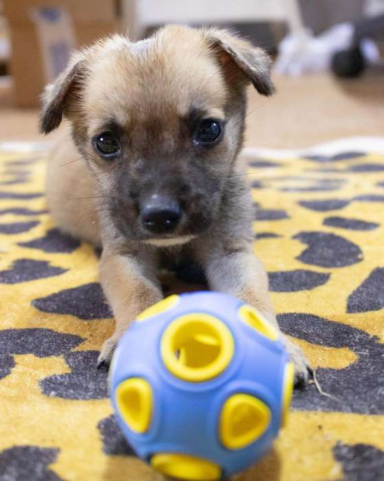 Whirlball Rubber Dog Toy | Zugo | Durable Chew & Fetch Toy for Dogs