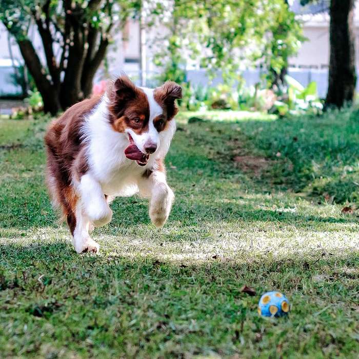Whirlball Rubber Dog Toy | Zugo | Durable Chew & Fetch Toy for Dogs