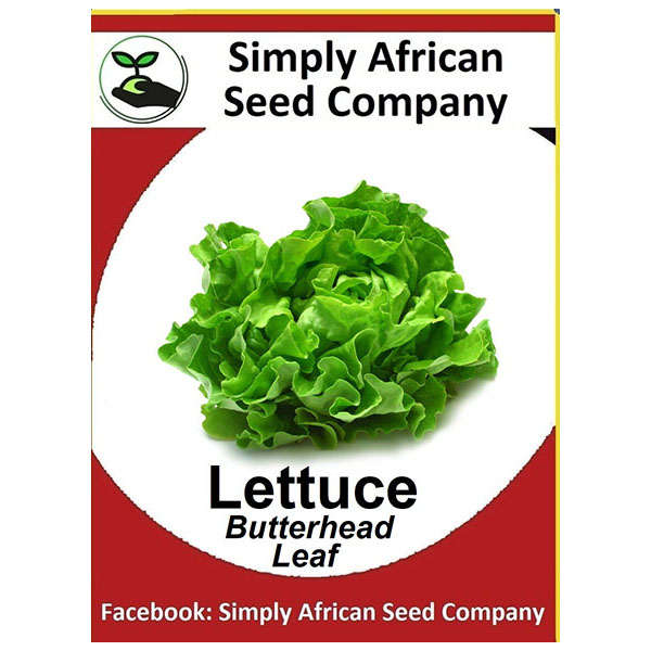 Lettuce Butterhead Seeds