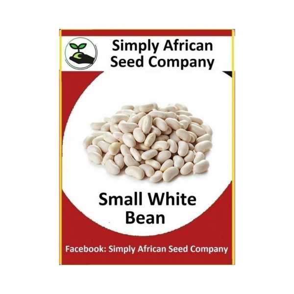 Bean Small White Seeds