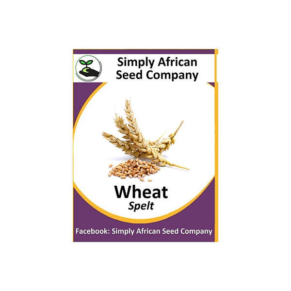 Wheat Grain Spelt