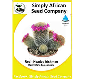 Read Headed Irishman Seeds