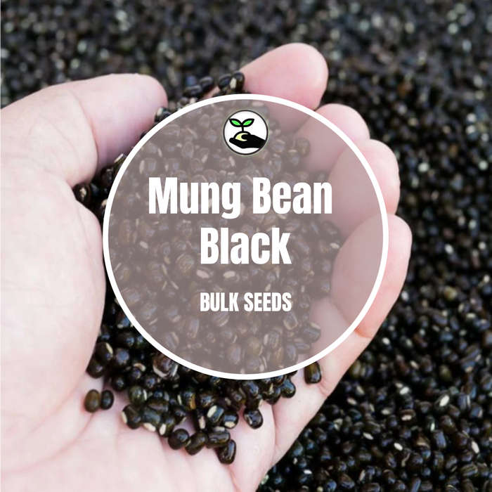 Black Mung Beans - Bulk Deals