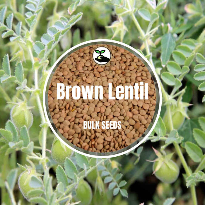 Brown Lentil - Bulk Deals