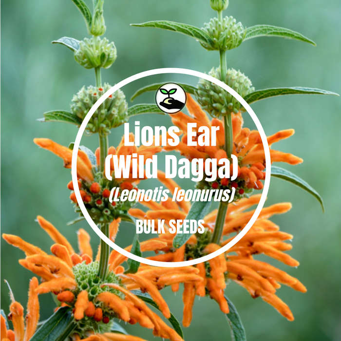 Lion's Ear / Wild Dagga - Bulk Deals