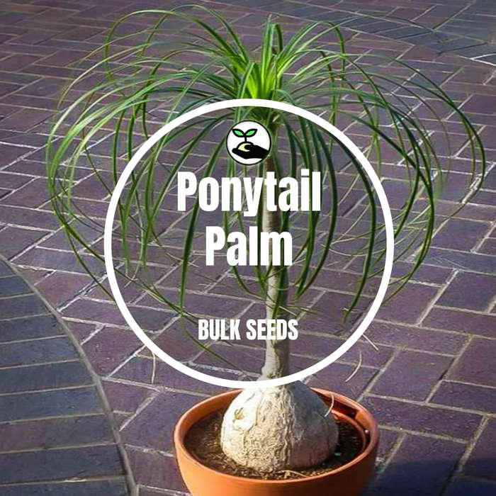 Ponytail Palm - Bulk Deals