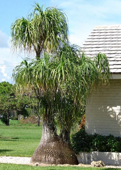 Ponytail Palm - Bulk Deals