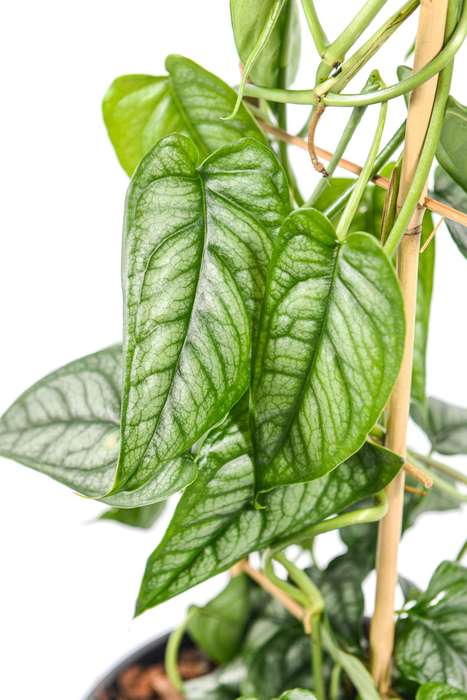 Monstera Siltepecana