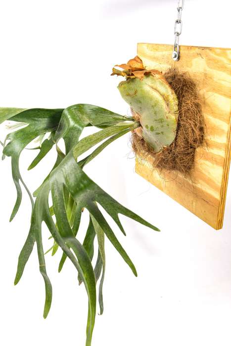 Platycerium Bifurcatum