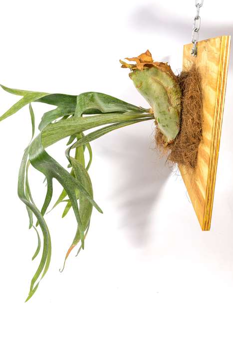 Platycerium Bifurcatum