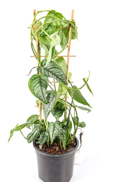Monstera Siltepecana