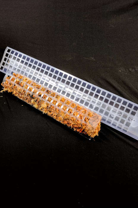 Transparent Moss Pole 60cm