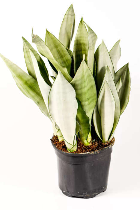 Snake Plant 'Moonshine'