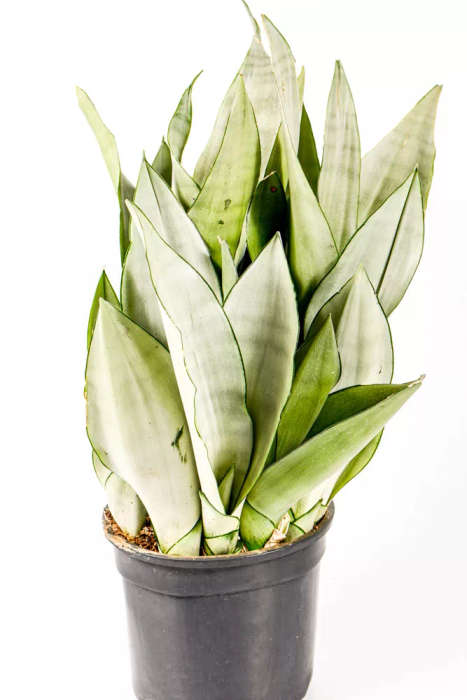 Snake Plant 'Moonshine'