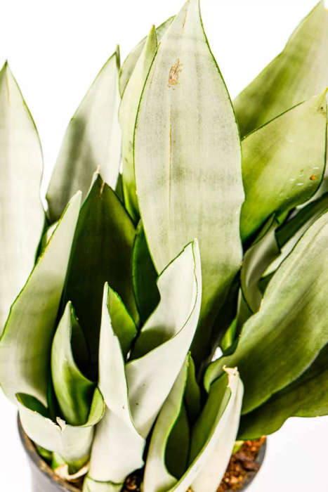 Snake Plant 'Moonshine'