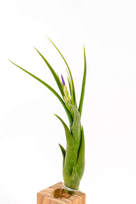 Tillandsia Circinata