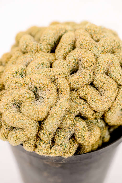 Brain Cactus